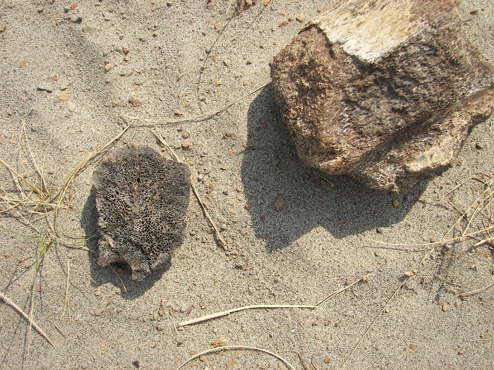 Kanada 2007 Dinopark (61)